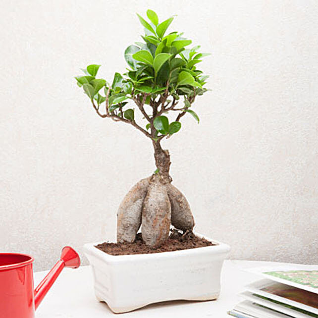Exotic Ficus Bonsai Plant Plants