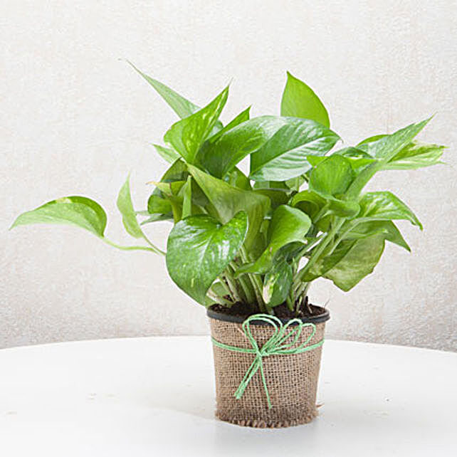 Gift Money Plant For Prosperity Gift Money Plant In A Vase Plants Gifts Ferns N Petals - 