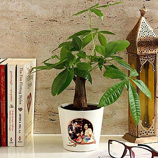 Bonsai Tree Bonsai Plants Online Delivery In India Ferns N Petals - pachira bonsai in personalised photo ceramic pot bonsai plants