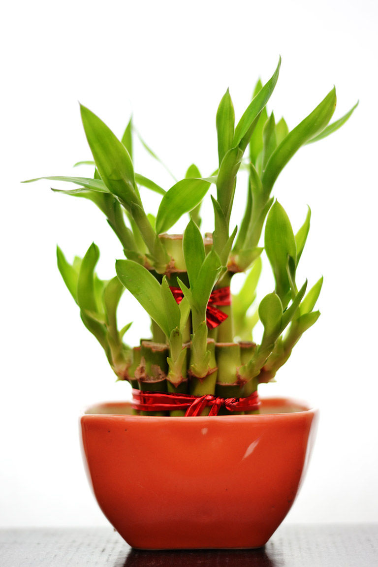 Article Interesting Facts About Lucky Bamboo Plant Ferns N Petals 2 Layer Lucky Bamboo Plant