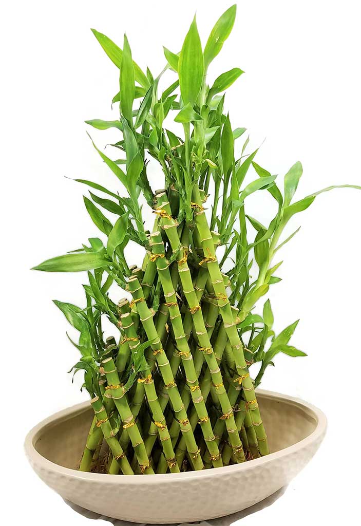 How To Plant Lucky Bamboo - www.inf-inet.com