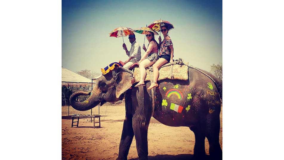Pet an elephant