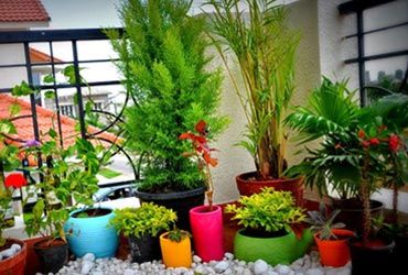 Plants Online Green Plant Nursery