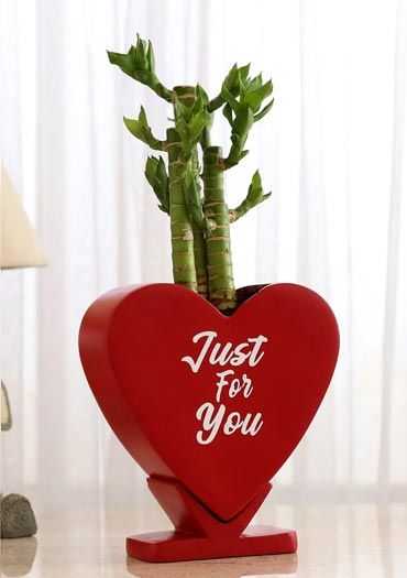 Plants Online Green Plant Nursery Ferns N Petals Anniversary Plants