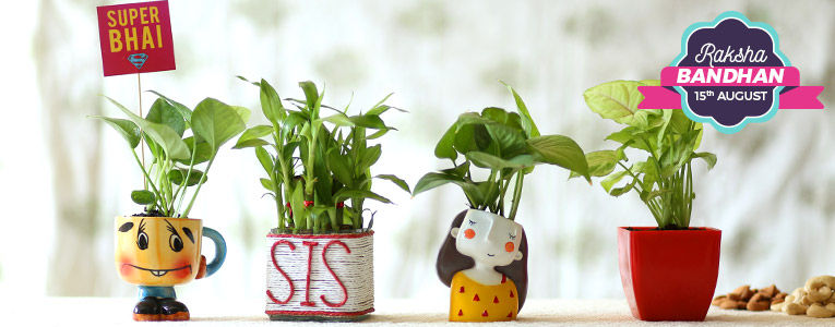Plants Online Green Plant Nursery Ferns N Petals Rakhi Plants