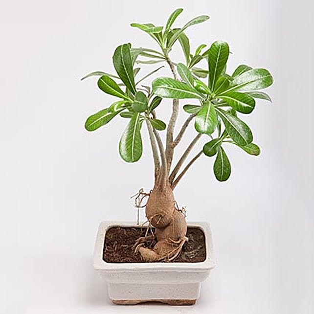  Adenium  Bonsai  Plant in Rectangular Ceramic Pot  Gift 