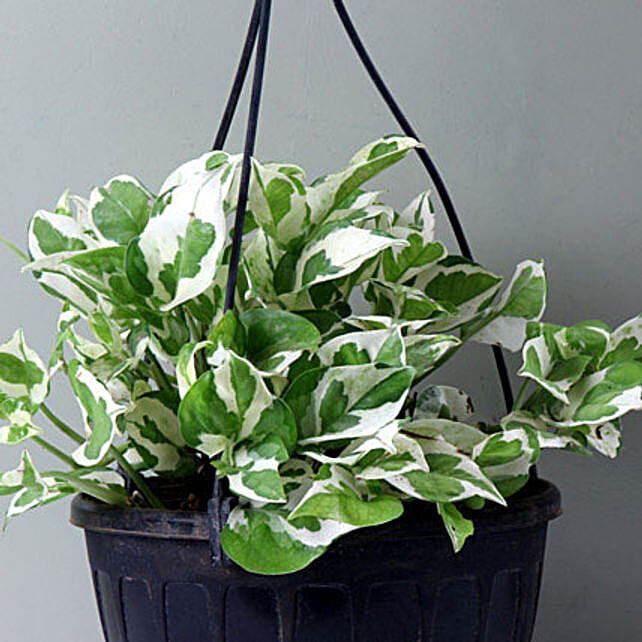 White Pothos Plant T White Pothos Plant In A Vase Ferns N Petals